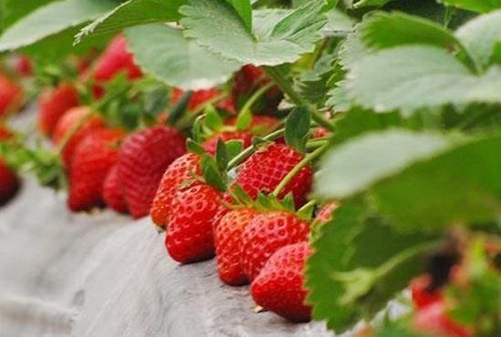 去摘最新鲜的草莓，去农庄里泡一整天